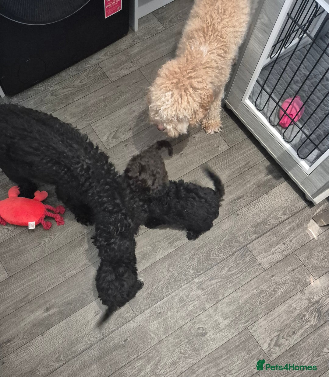 Cockapoo dogs for sale: F2 Cockapoos - Image 5