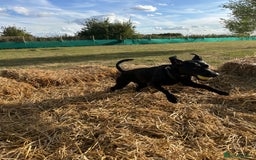 Mixed Breed dogs for sale: 1 year old black female black Labrador mix  - Image 22