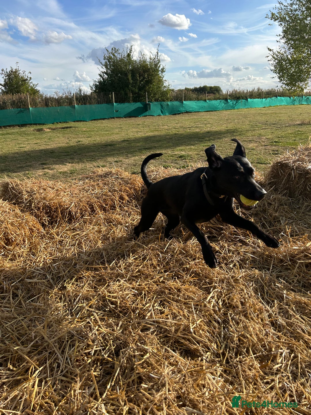 Mixed Breed dogs for sale: 1 year old black female black Labrador mix  - Image 22