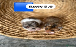 Hamster rodents for sale: Beautiful baby hamsters. Syrian and Russian Dwarf - Image 1