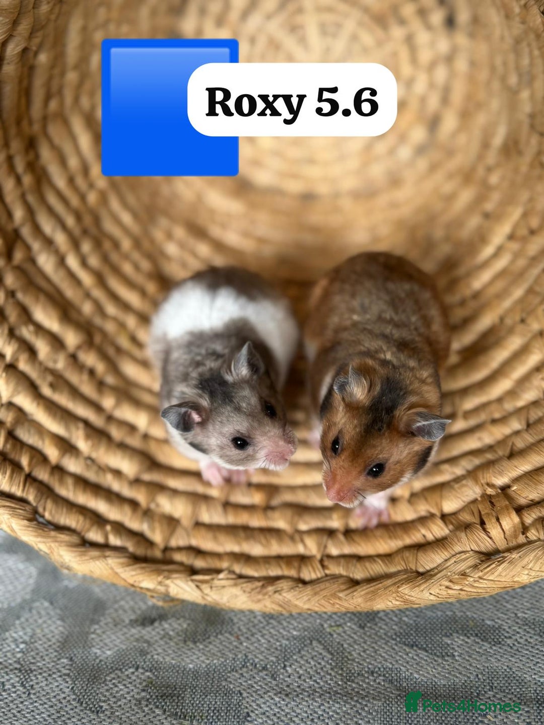 Hamster rodents for sale: Beautiful baby hamsters. Syrian and Russian Dwarf - Image 1