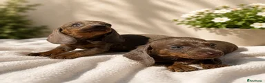 Dachshund 3
