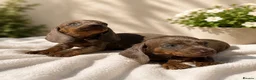 Dachshund dogs for sale: READY TO LEAVE BLUE EYED DASCHUND🐶PUPPIES - Advert 3