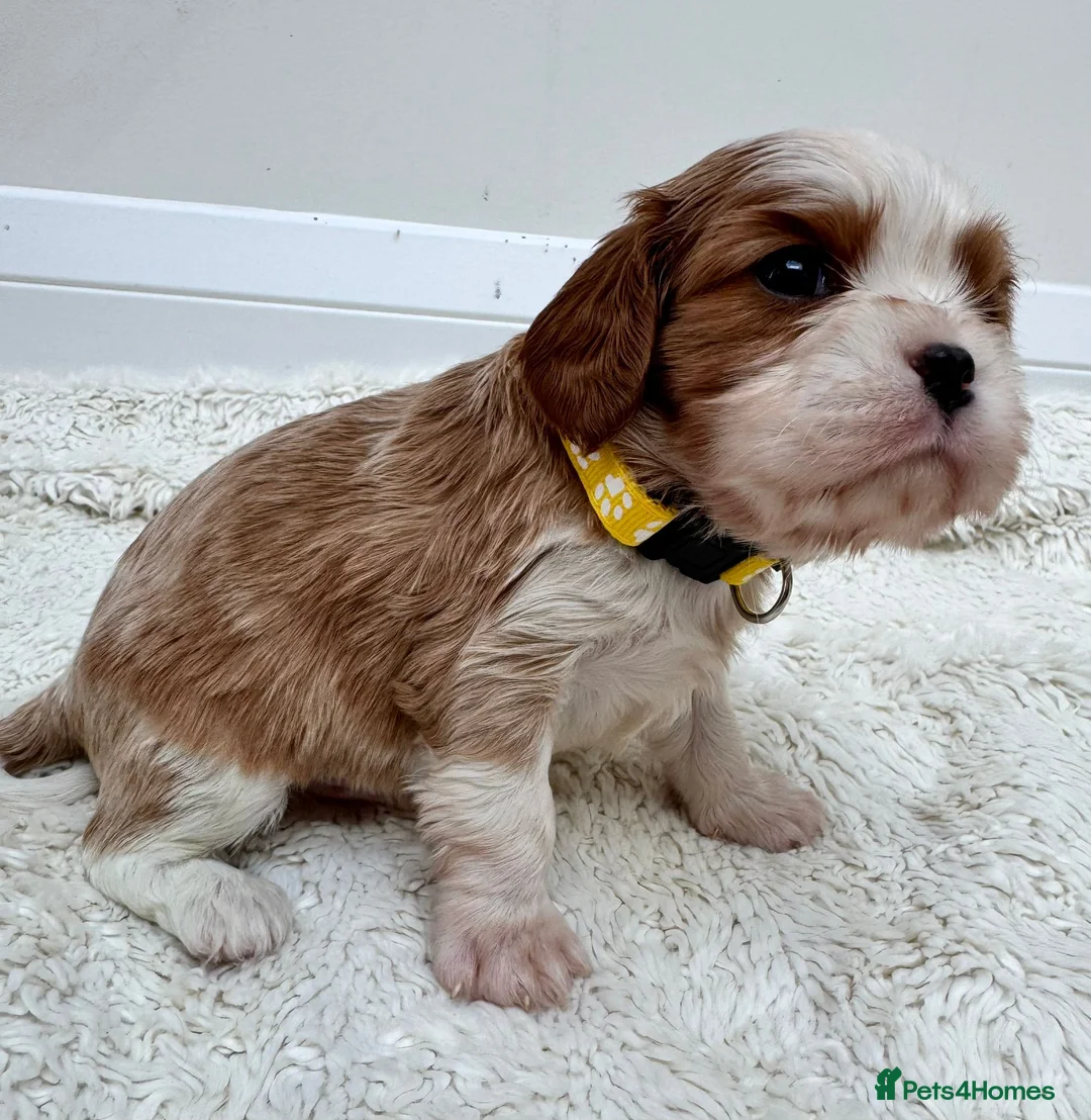 Cavalier King Charles Spaniel dogs for sale: 7 adorable KC registered puppies  - Advert 26