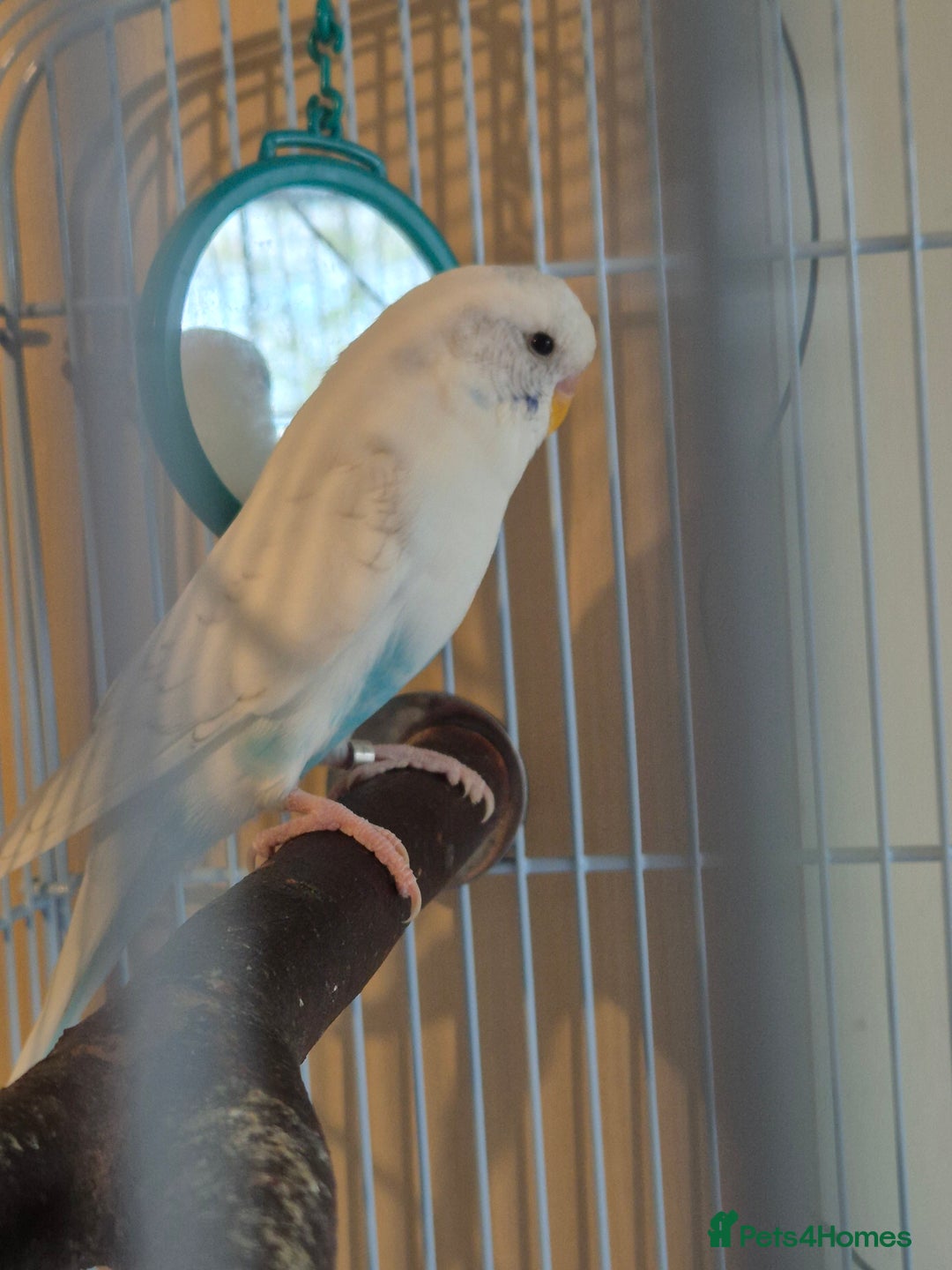 Budgerigars birds for sale: Female budgie  - Image 4