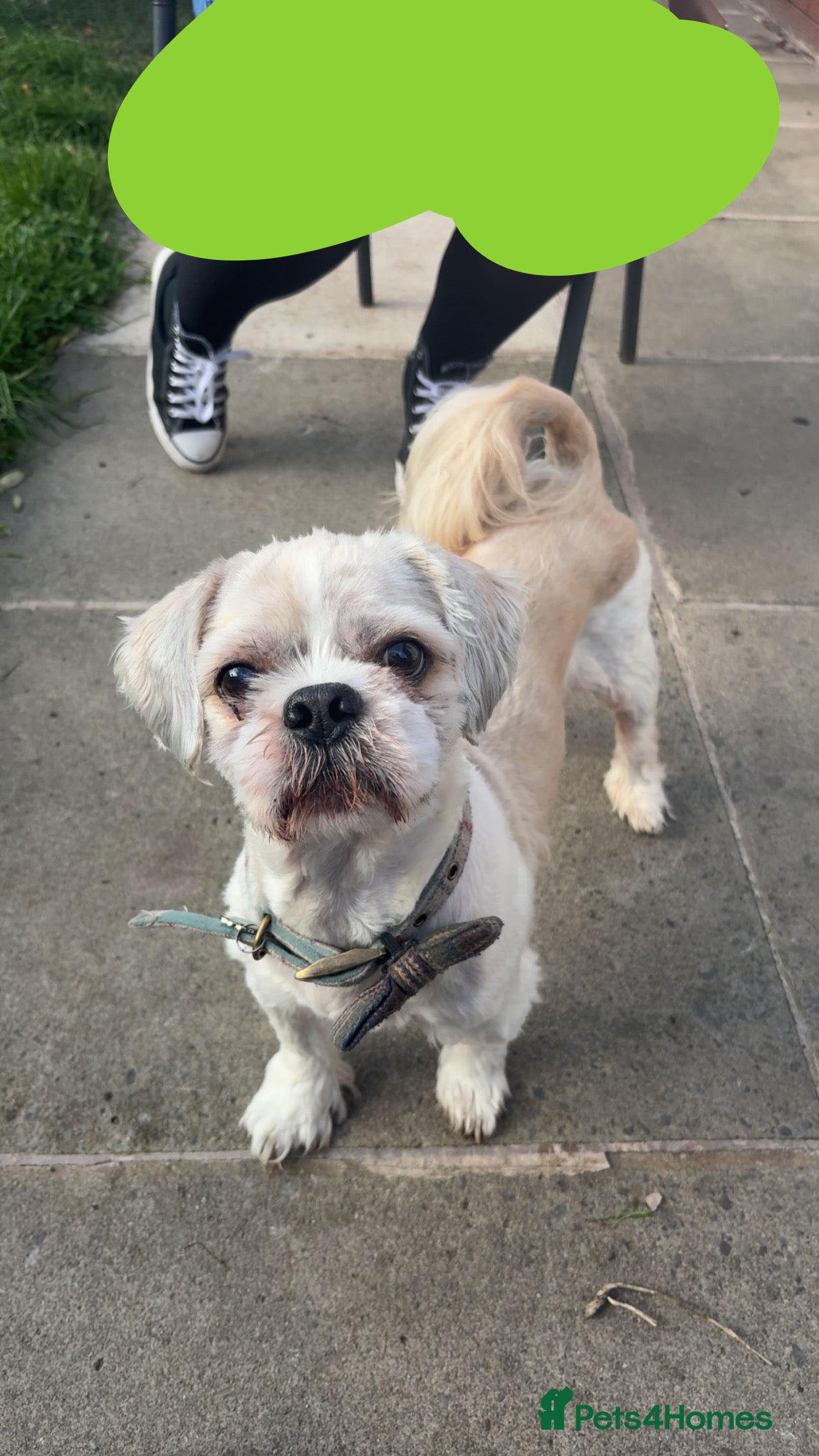 Shih Tzu dogs STUD ONLY  - Advert 1