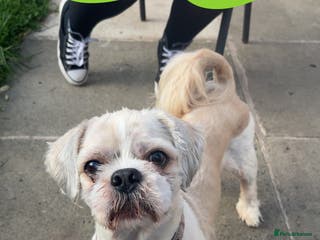 Shih Tzu dogs STUD ONLY - Advert 3