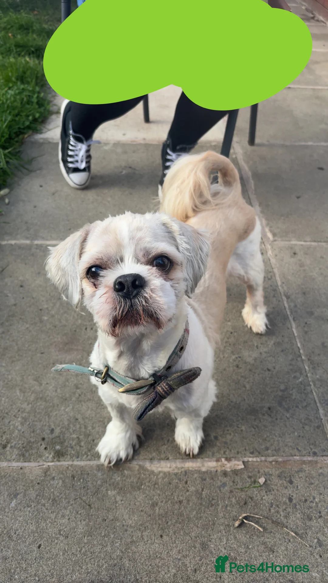 Shih Tzu dogs for stud: STUD ONLY  - Advert 1