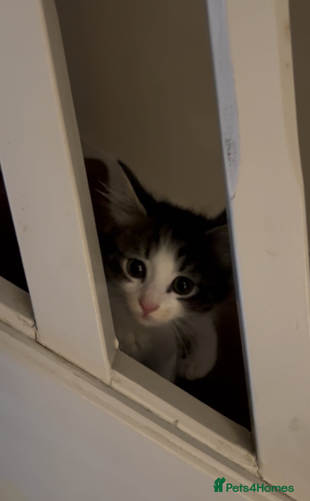 Mixed Breed cats for sale: Meet Minnie Mixed breed Kitten - Advert 2