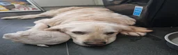 Golden Retriever dogs for sale: Golden retriever  - Advert 1