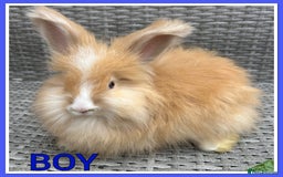 Angora rabbits for sale: English full faced Angora babies  - Image 2
