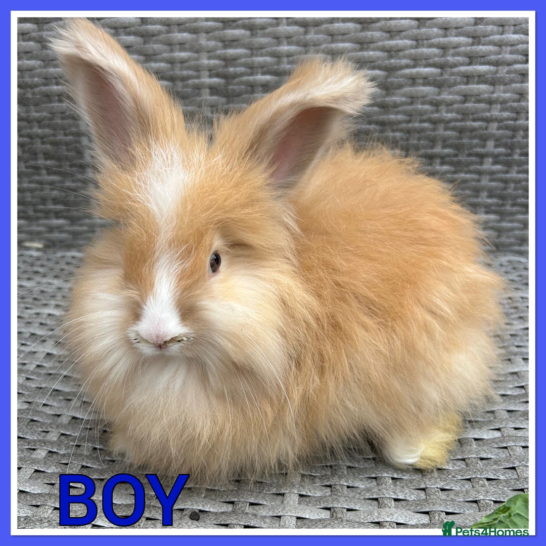 Angora rabbits for sale: English full faced Angora babies  - Image 2