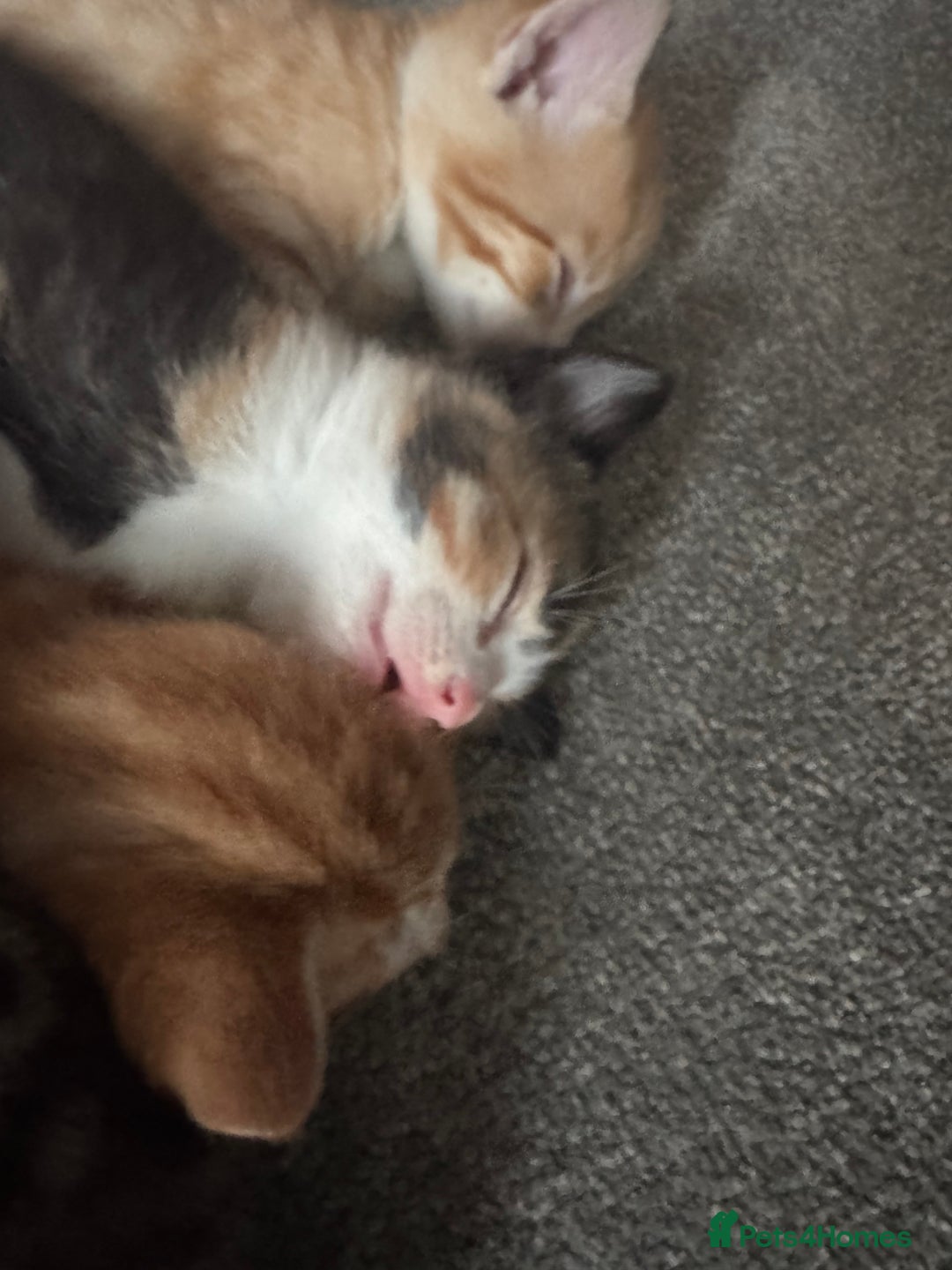 Mixed Breed cats for sale: Part Bengal Ginger Kittens for Sale - READY NOW - Image 12