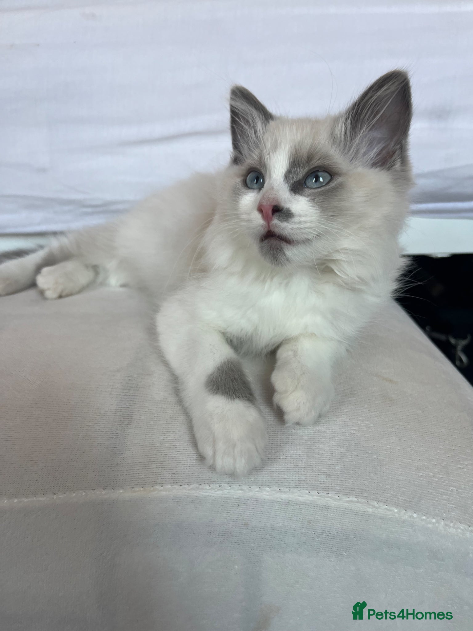 Ragdoll cats blue lynx bi colour ragdolls   - Advert 13