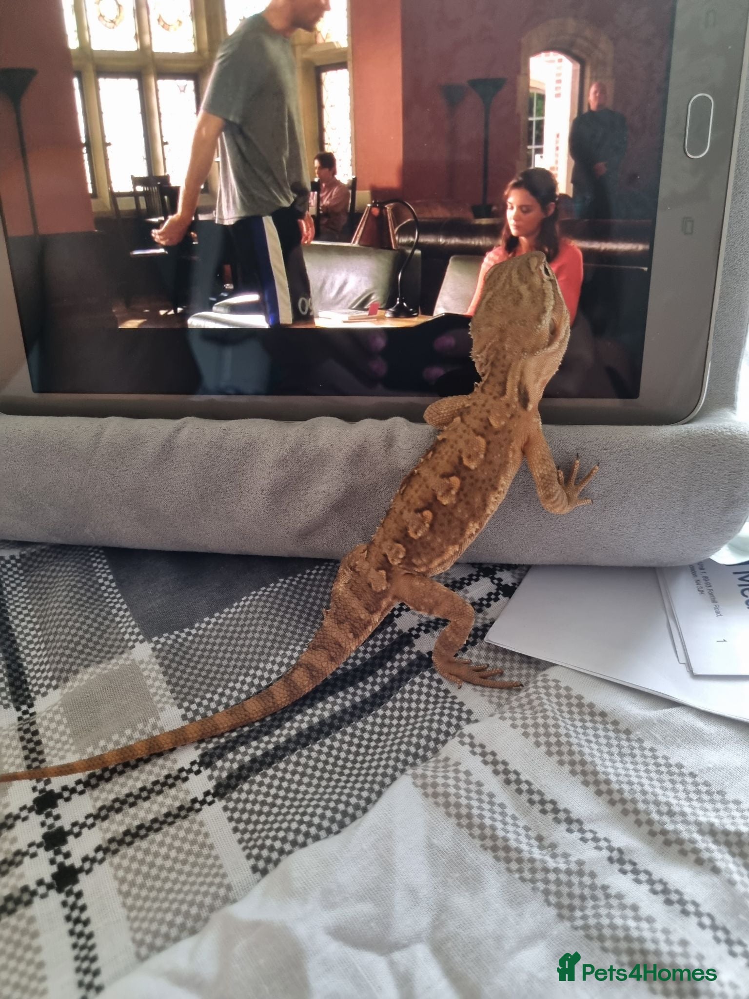 Dragon reptiles Rakin Dragon - Advert 2