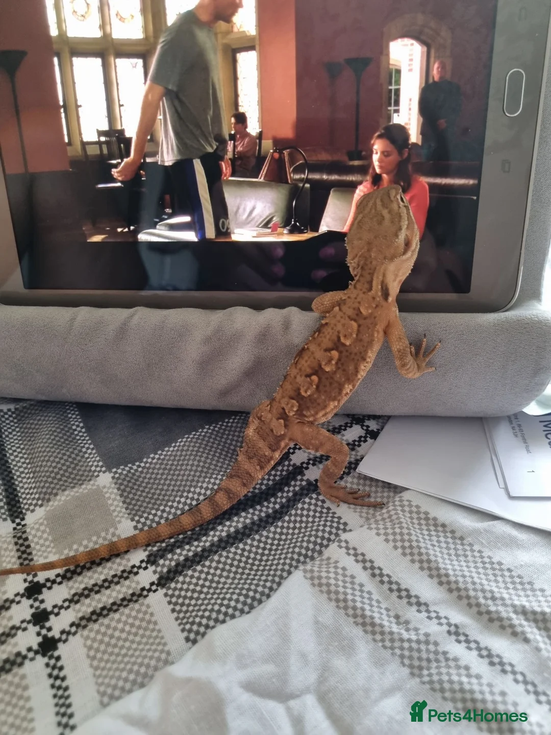 Dragon reptiles for sale: Rakin Dragon - Advert 2