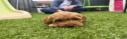 Cockapoo dogs for sale: Apricot Cockapoo Bitch in Stourport-on-Severn - Advert 5
