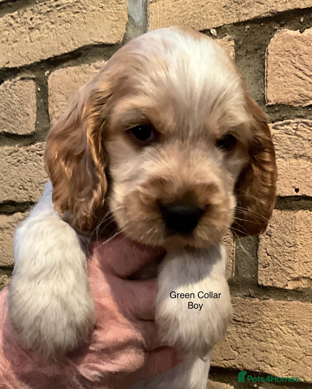 Cocker Spaniel dogs for sale: Stunning Litter of Show Cocker Spaniel Puppies  - Advert 6