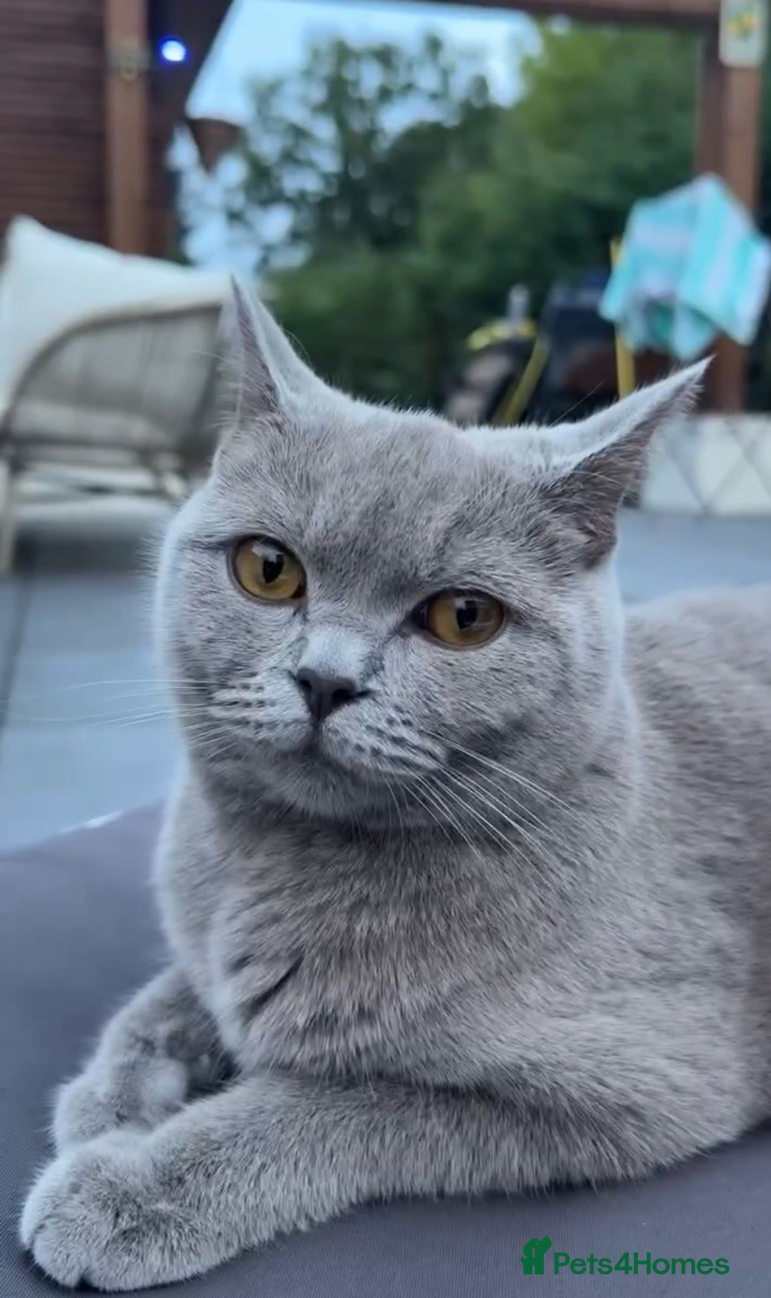 British Shorthair cats Adorable British Shorthair Kittens–2 Boys &2 Girls - Advert 1