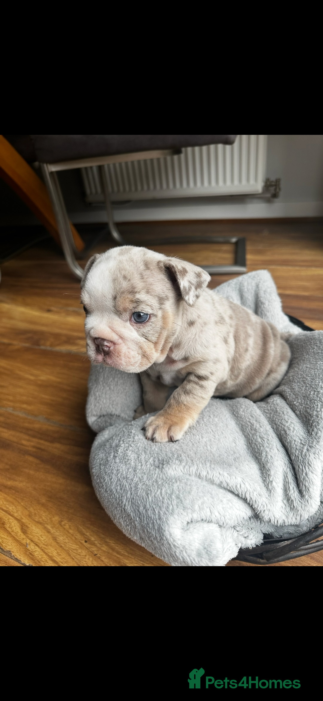 English Bulldog dogs for sale: Tiny Paws, Big Hearts – English Bulldog Puppies - Advert 6