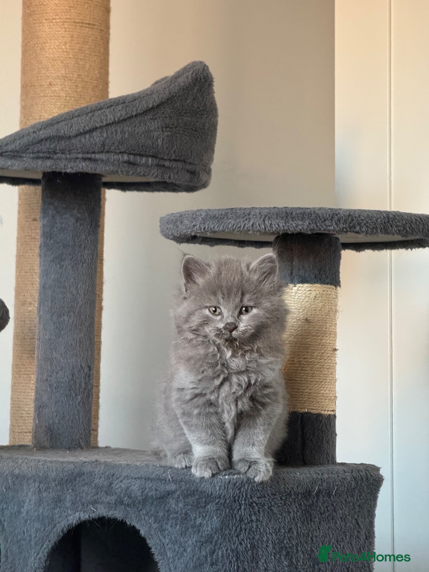 Mixed Breed cats BSH (Brittish shorthair) X Russian  - Advert 18