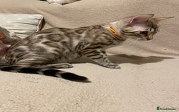 Bengal cats for sale:  Beautiful Bengal ready to reserve - Image 27