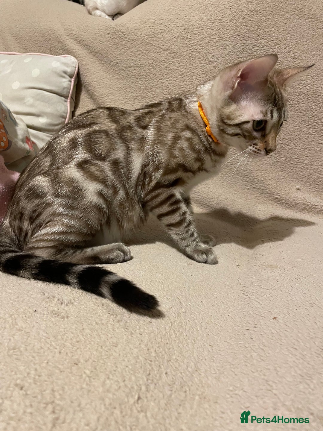 Bengal cats for sale:  Beautiful Bengal ready to reserve - Image 27