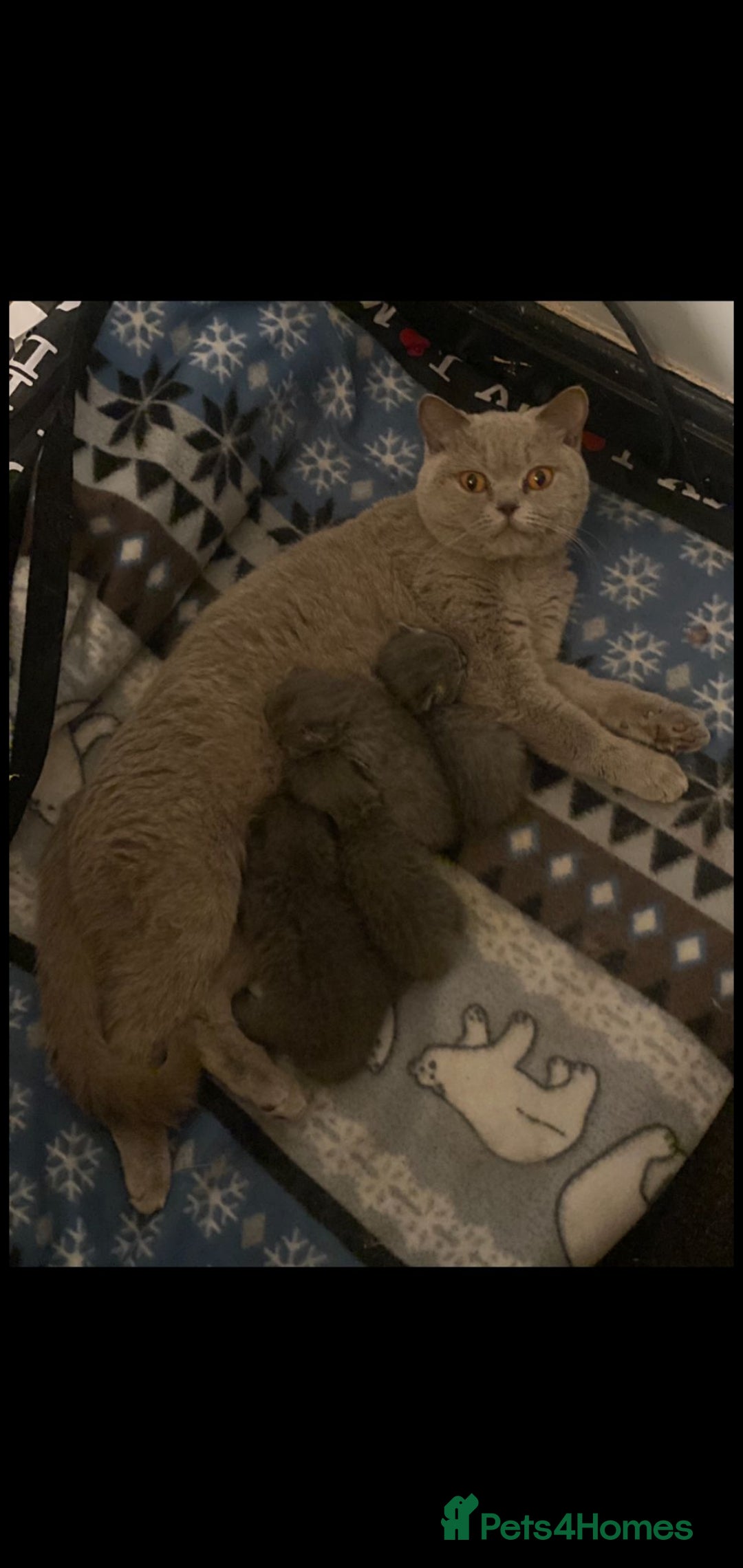 British Shorthair cats for sale: Beautiful Blue British Shorthair Kittens - Image 27
