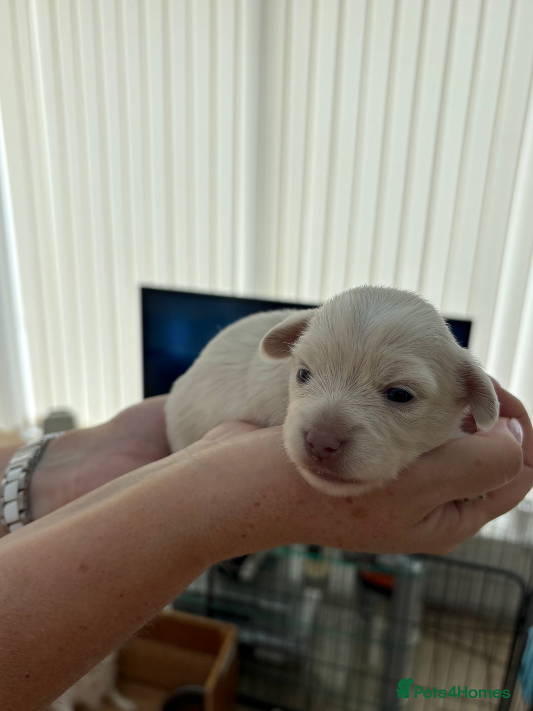 Mixed Breed dogs for sale: Chiweenie Long Haired Pups (Dachshund x Chihuahua) - Image 2