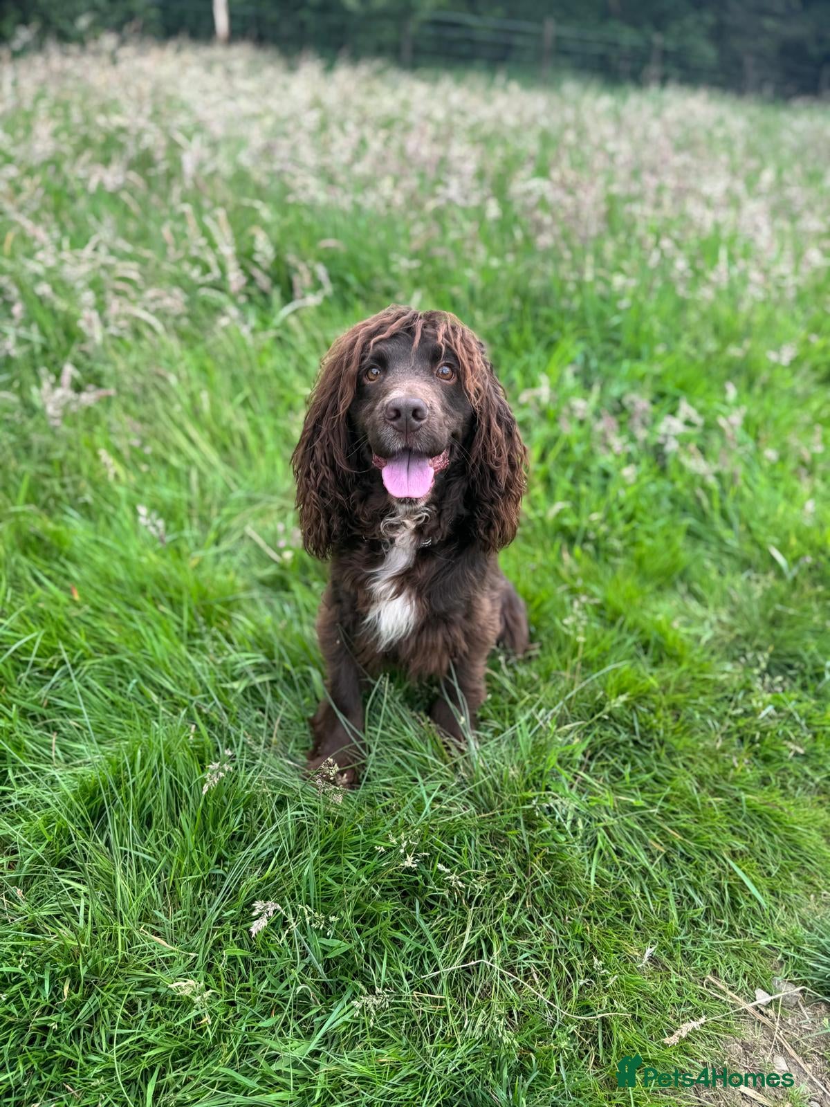 Cocker Spaniel dogs Maesydderwen bear at stud, health tested, proven  in Rossendale - Advert 10
