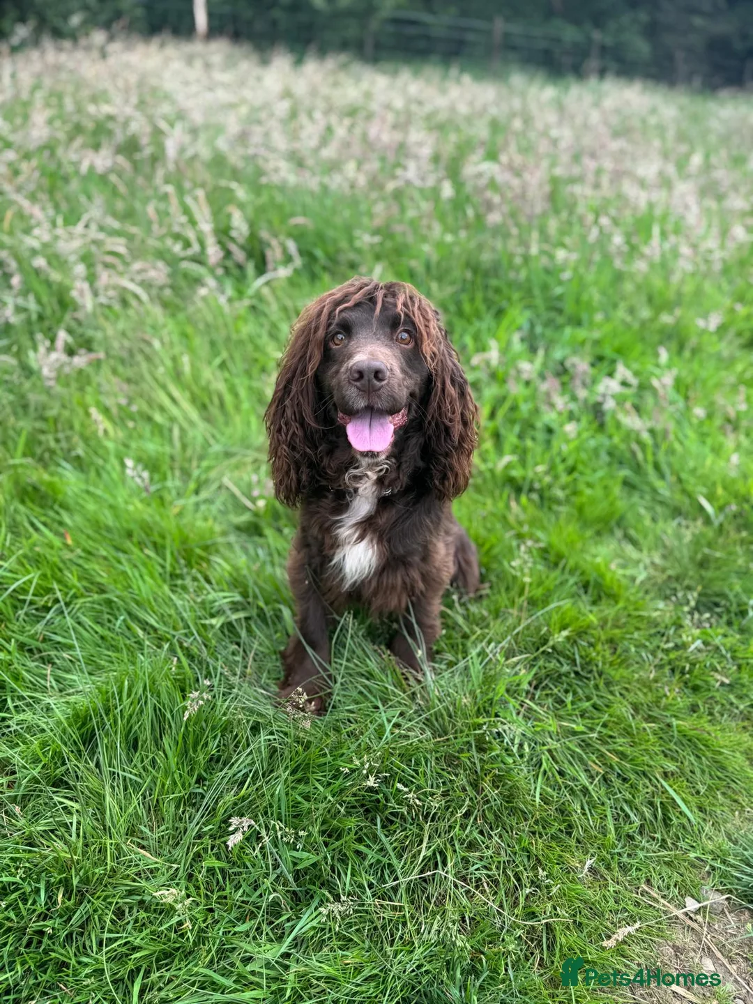 Cocker Spaniel dogs for stud: Maesydderwen bear at stud, health tested, proven  in Rossendale - Advert 2