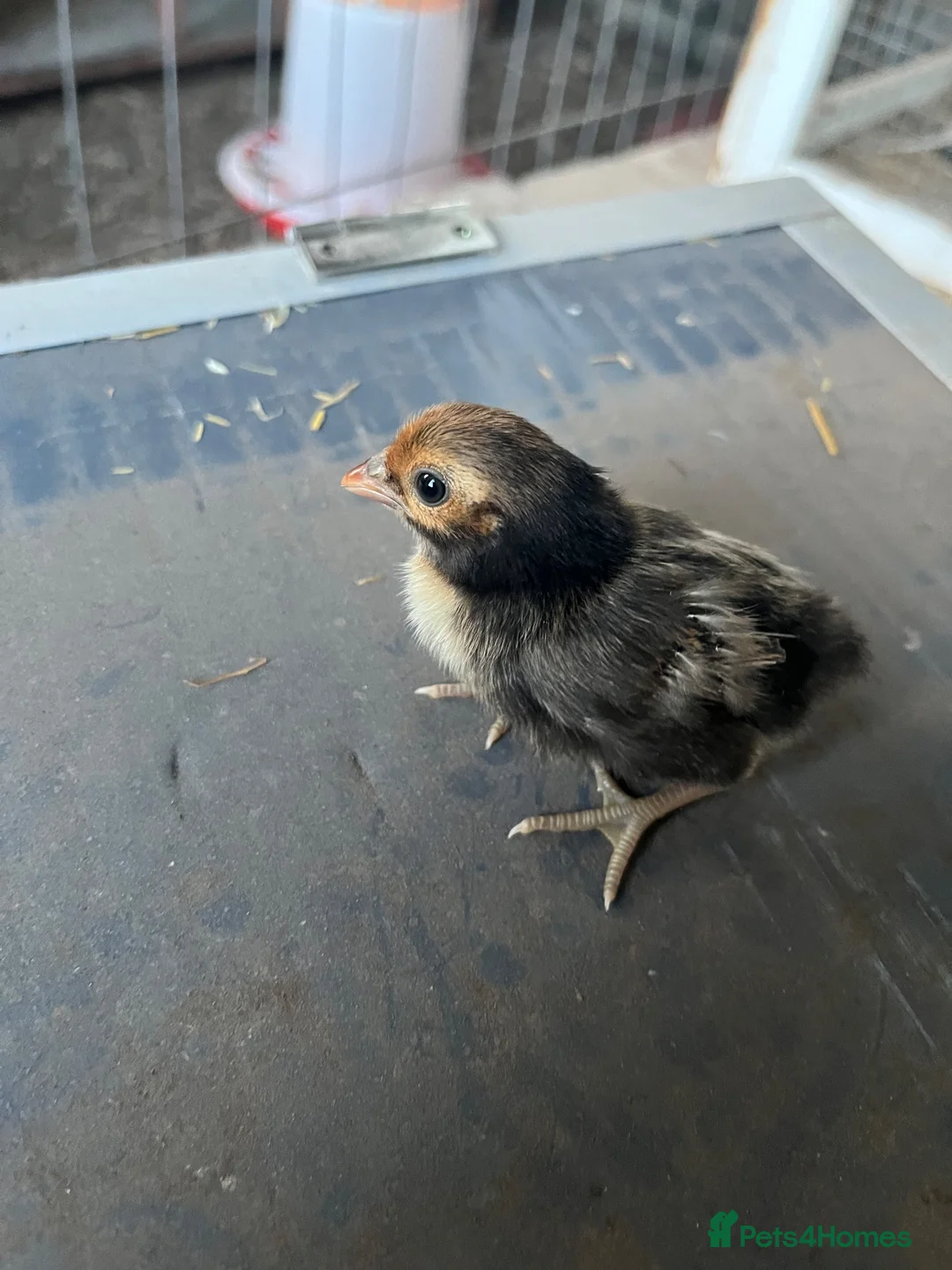 Chickens poultry for sale: Sebright chicks and adult cockerel  - Advert 2