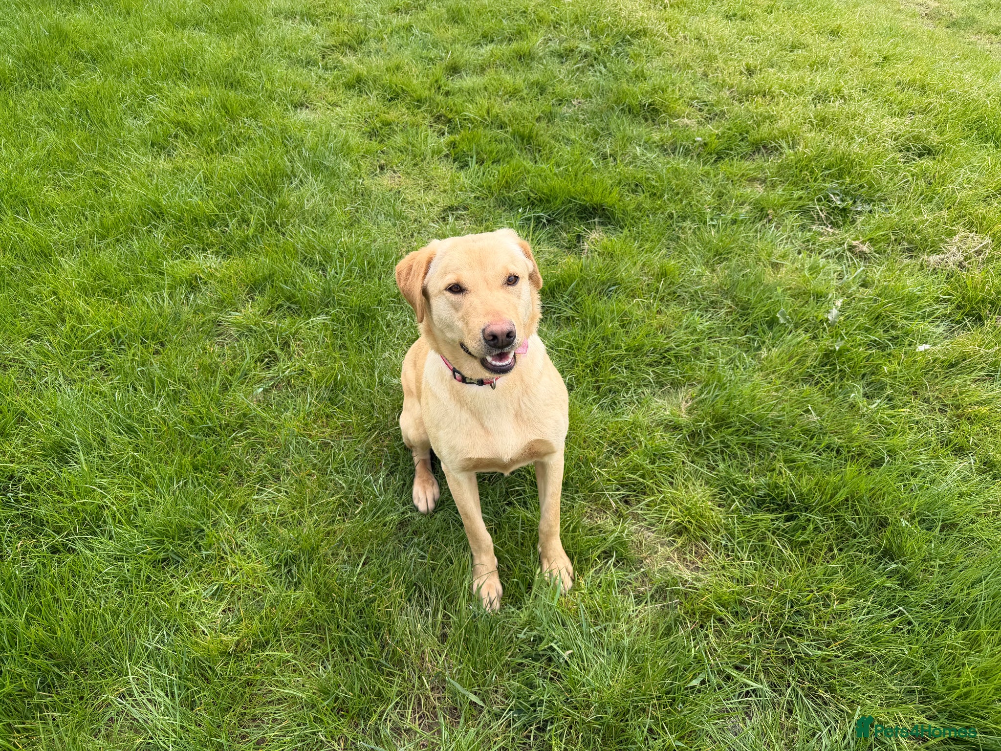 Labrador Retriever dogs for sale: Labrador girl looking for new home  - Advert 5