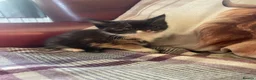 Mixed Breed cats for sale: Gorgeous kittens - Advert 9