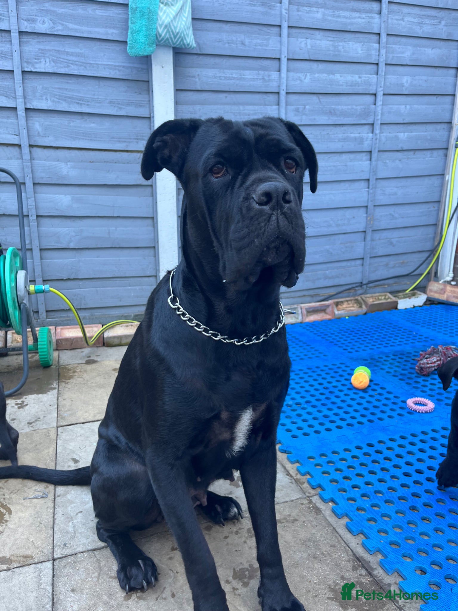 Cane Corso dogs 🐾 Beautiful Cane Corso Puppies for Sale 🐾 - Advert 3