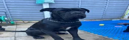 Cane Corso dogs for sale: 🐾 Beautiful Cane Corso Puppies for Sale 🐾 - Advert 1