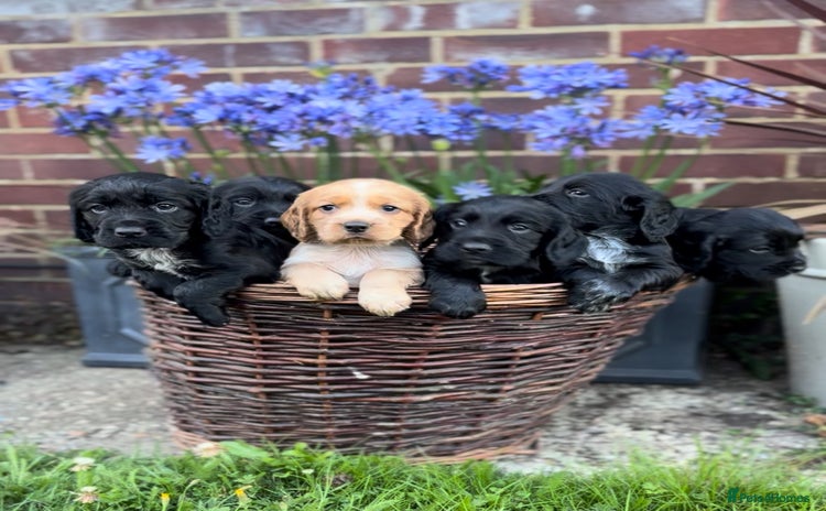 Cocker Spaniel dogs - Advert 11