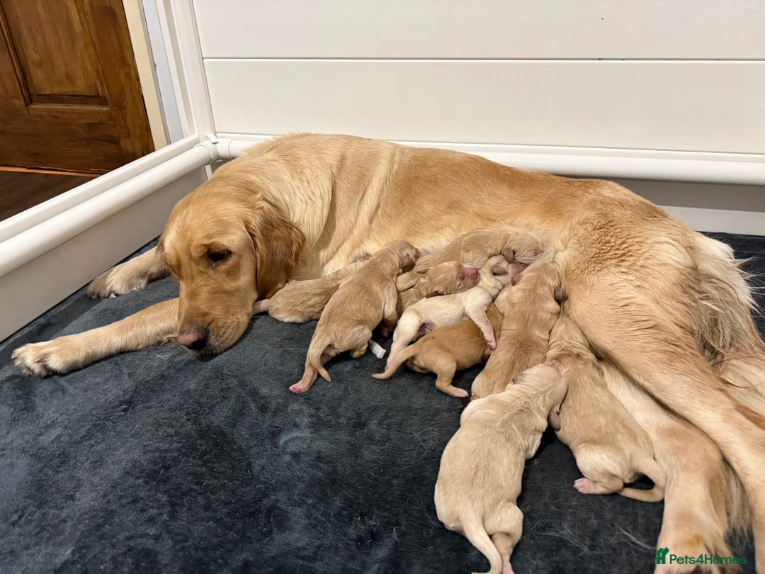 Golden Retriever dogs for sale: KC Golden Retriever Puppies - The Stranger Gang  - Advert 14