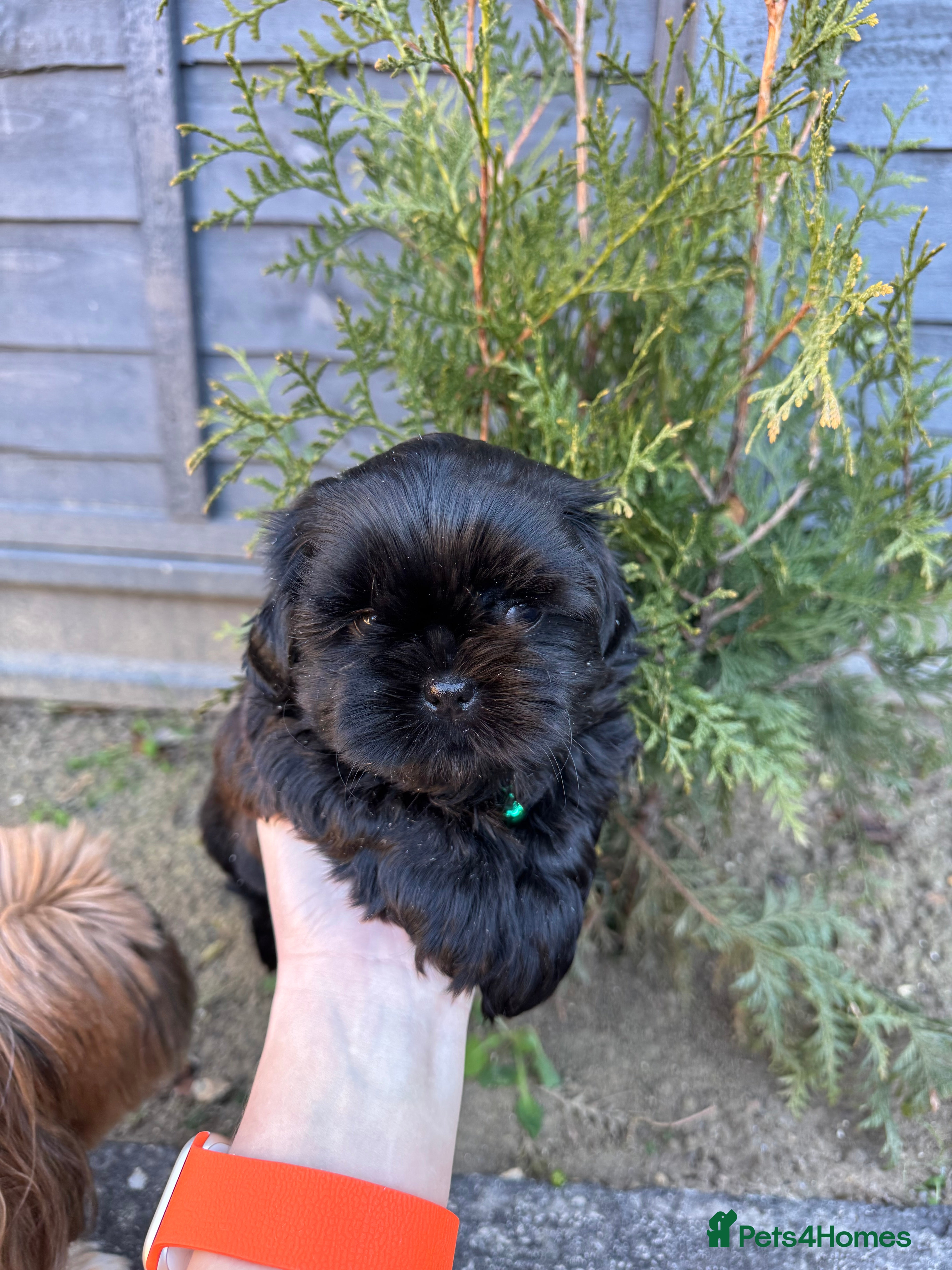 Shih Tzu dogs ✨ Exceptional Shih Tzu Puppies – Available✨ - Advert 2