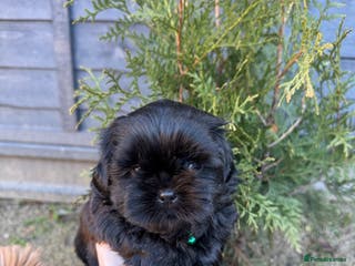 Shih Tzu dogs ✨ Exceptional Shih Tzu Puppies – Available✨ - Advert 2