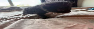 Domestic Shorthair 2