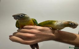 Conures birds for sale: Beautiful hand tamed conures  - Image 6