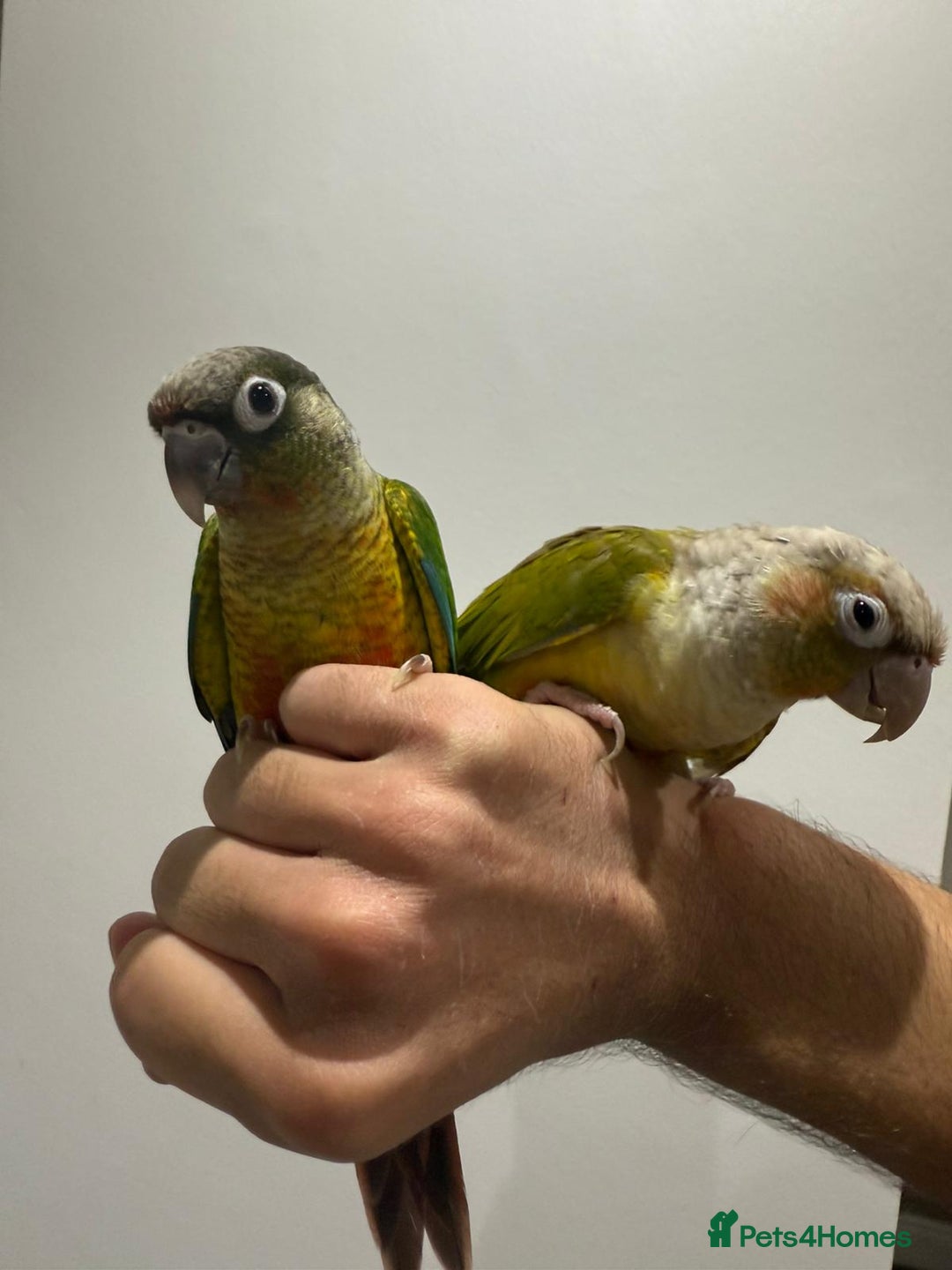 Conures birds for sale: Beautiful hand tamed conures  - Image 6