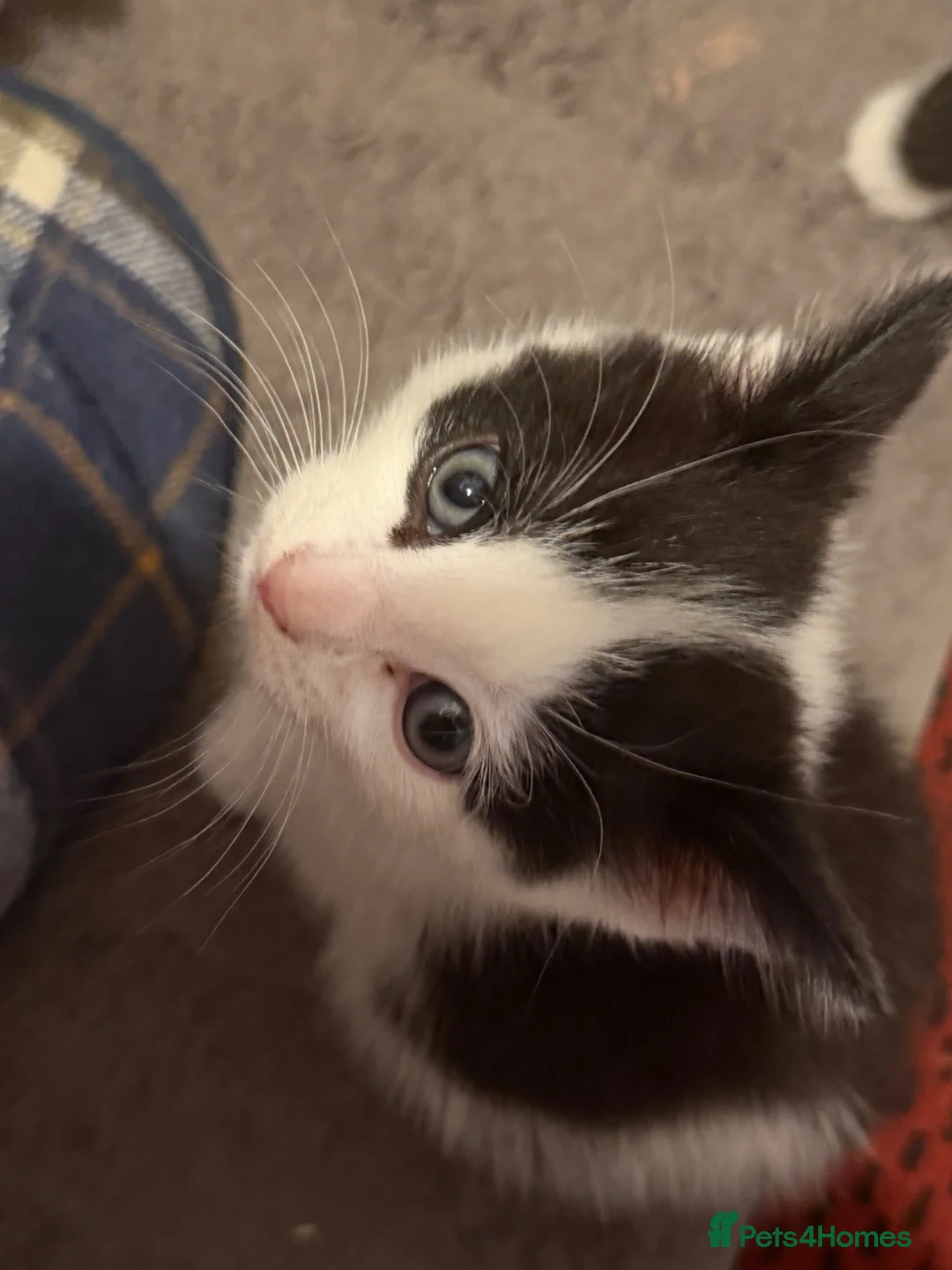 Mixed Breed cats for sale: 2 beautiful kittens  - Advert 2