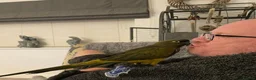 Parrots birds for sale: Patagonian Conure  - Advert 5