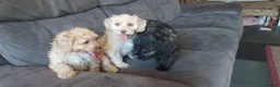 Cockapoo dogs for sale: Genuine f1 cockapoo puppies. - Advert 2