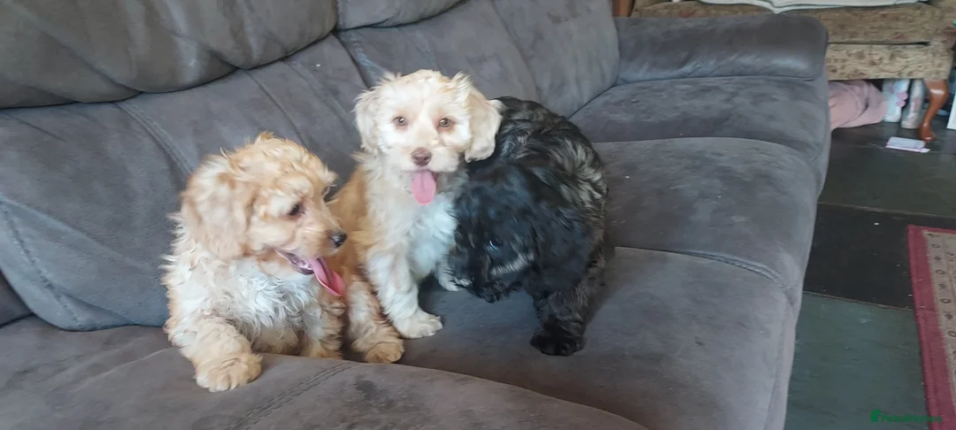 Cockapoo dogs for sale: Genuine f1 cockapoo puppies. - Advert 2