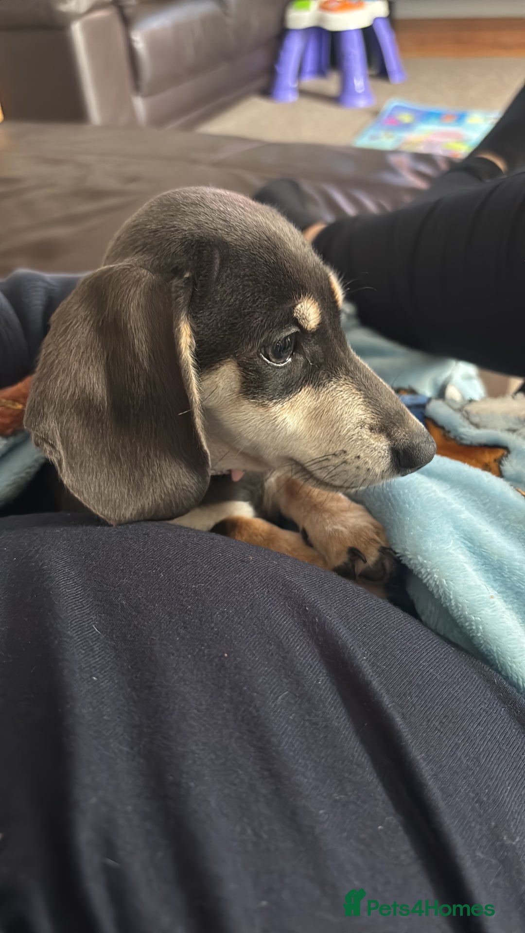 Dachshund dogs for sale: Blue & cream dachshund puppy - Image 2
