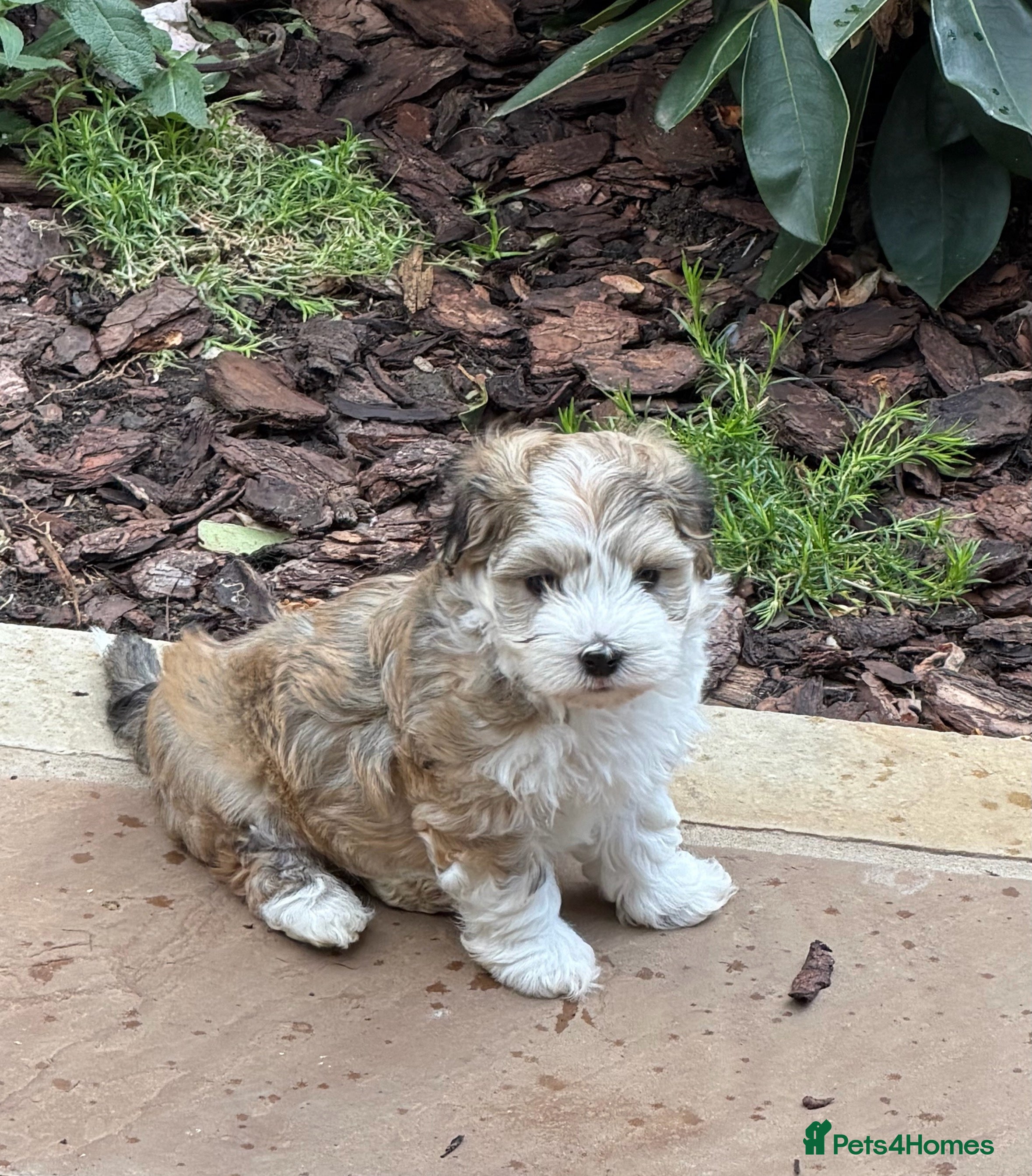 Havanese dogs Pure KC Havanese from 5 star licensed breeder  - Advert 2