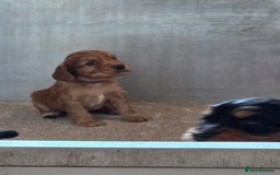 Cocker Spaniel dogs for sale: working cocker spaniels - Advert 5